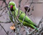 Puzzle Πράσινος παπαγάλος